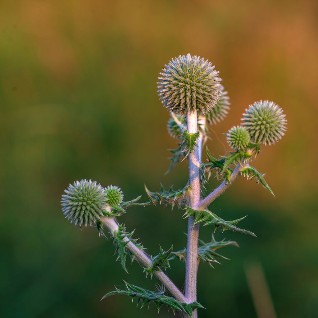 Cardo-azul Star Frost - Echinops bannaticus