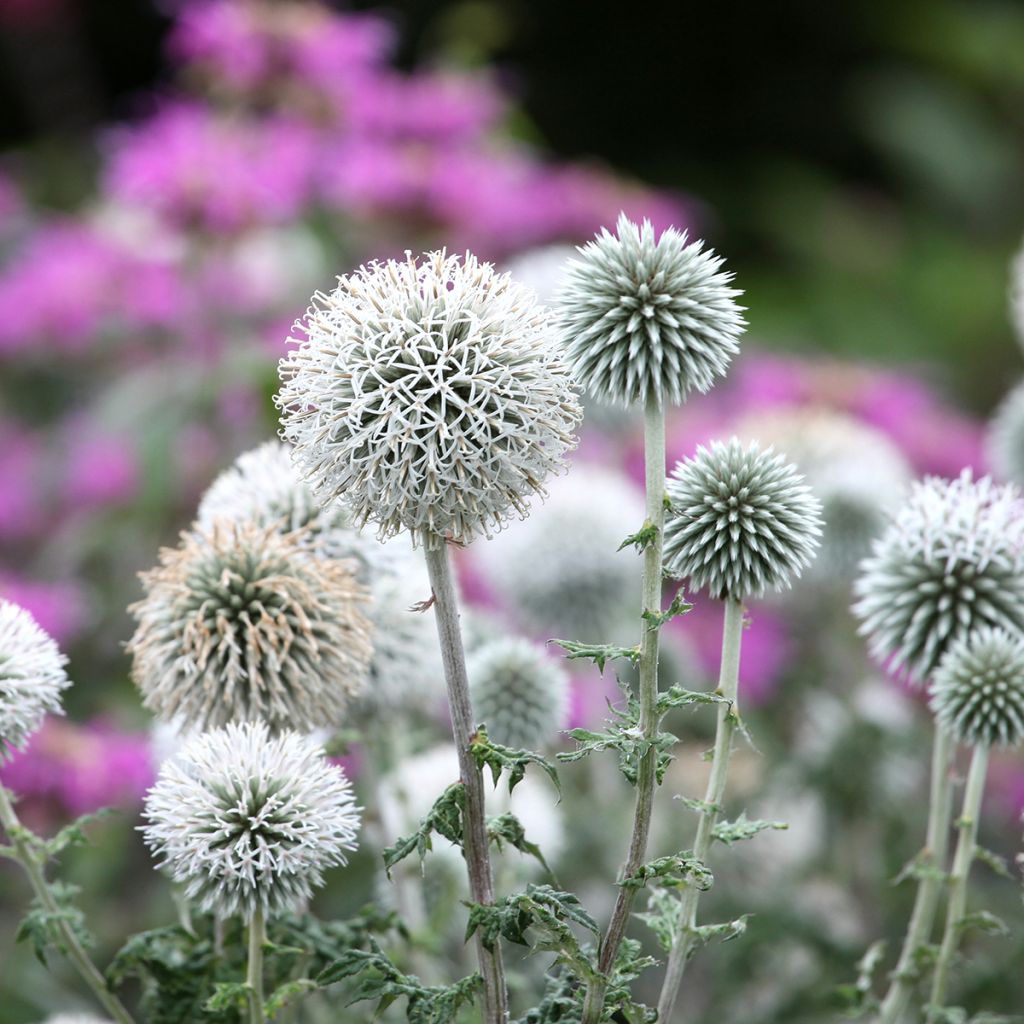 Cardo-azul Star Frost - Echinops bannaticus