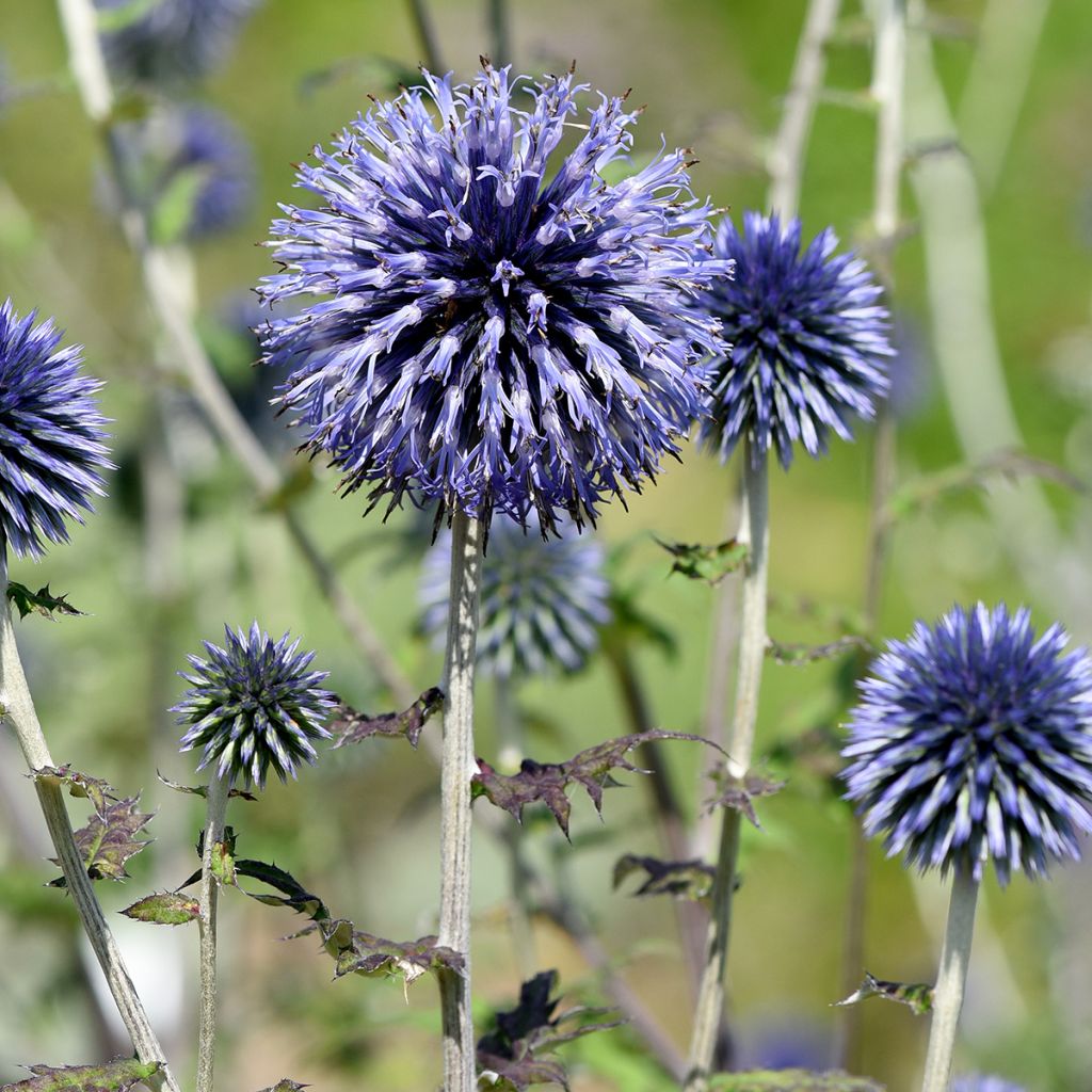 Cardo-azul - Echinops ritro