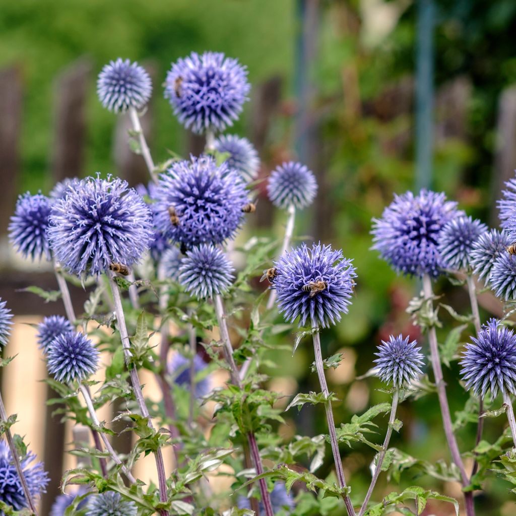 Cardo-azul - Echinops ritro