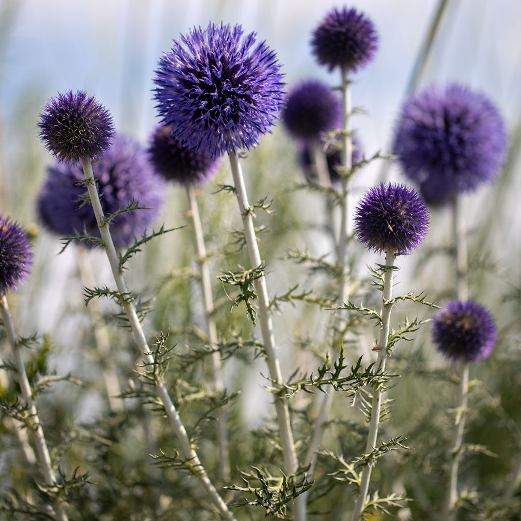 Cardo-azul - Echinops ritro
