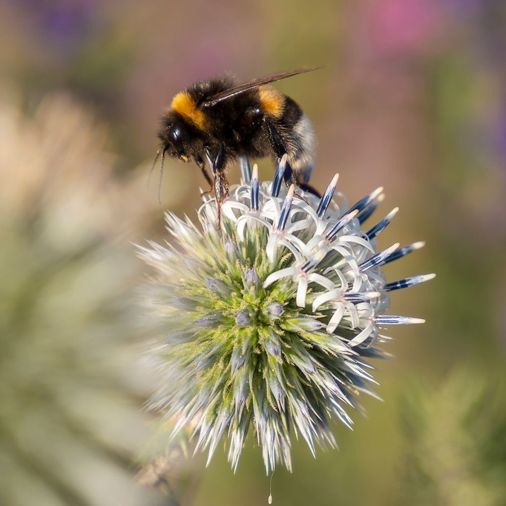 Cardo-bola Arctic Glow - Echinops sphaerocephalus