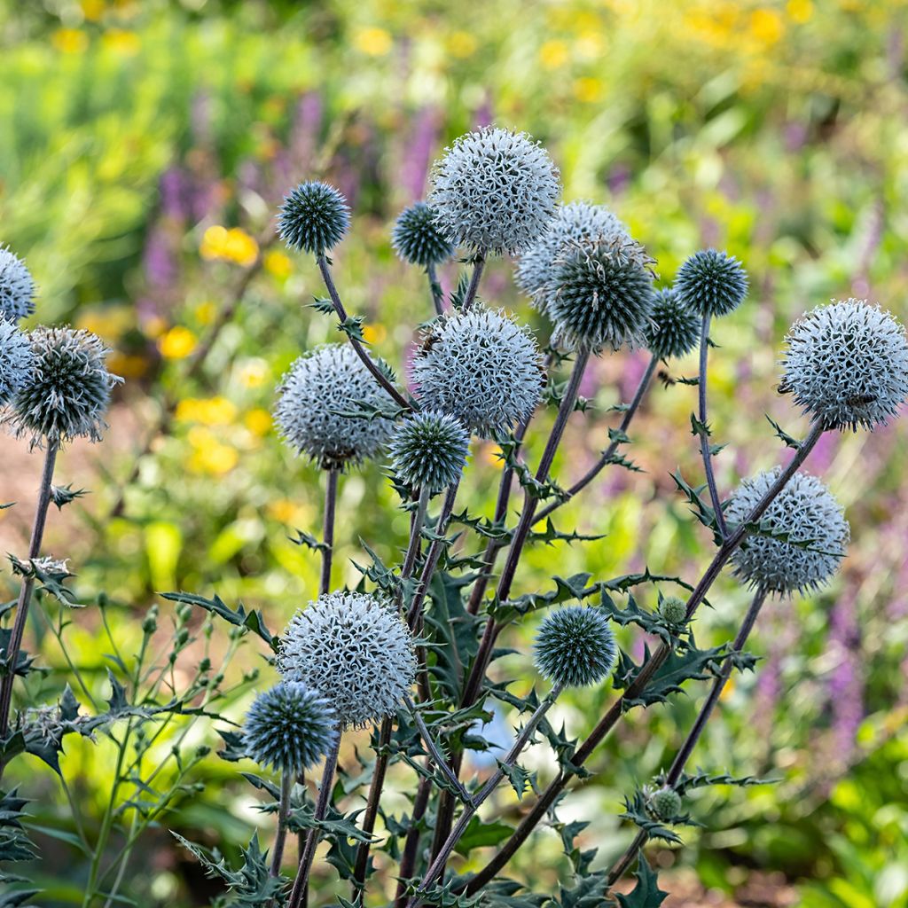 Cardo-bola Arctic Glow - Echinops sphaerocephalus