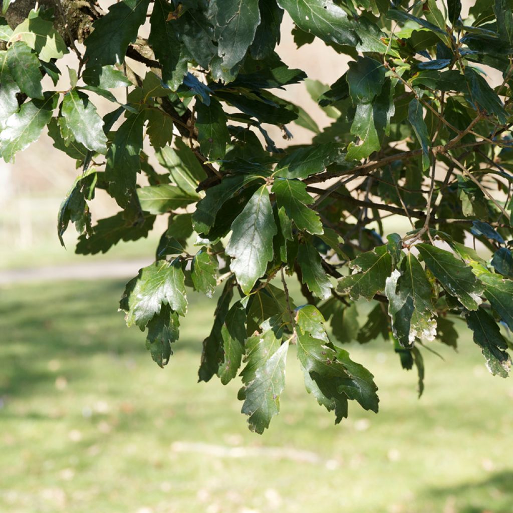 Carvalho-de-Turner Spencer Turner - Quercus turneri var. pseudoturneri