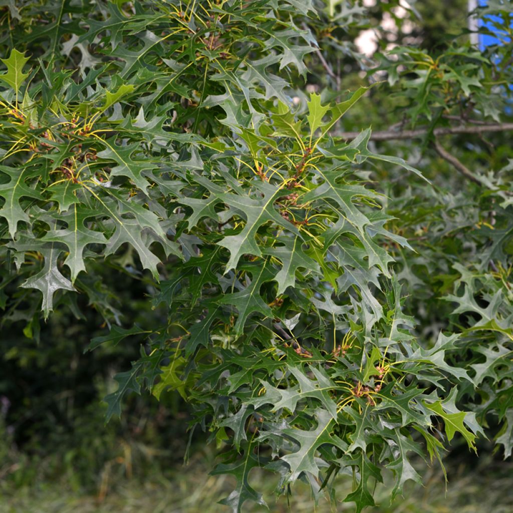 Carvalho-dos-pântanos - Quercus palustris