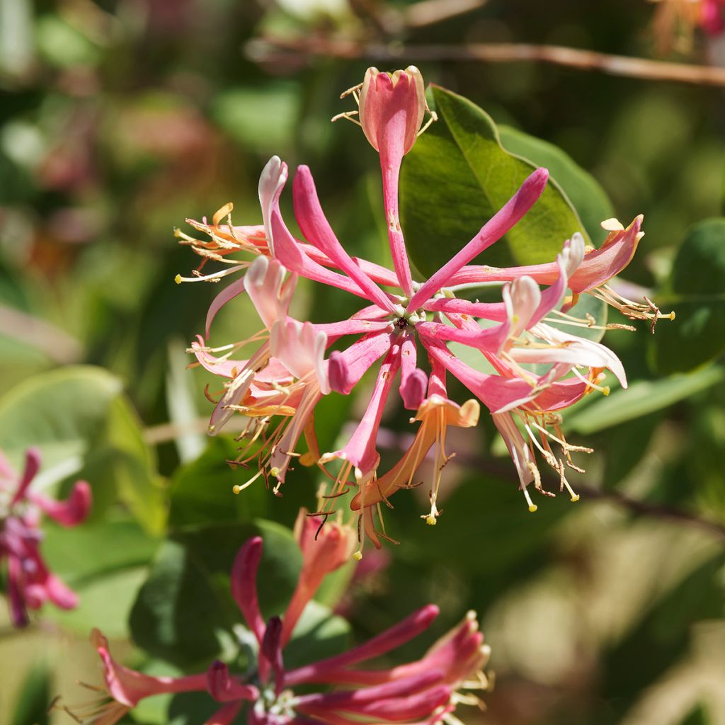 Lonicera × heckrottii