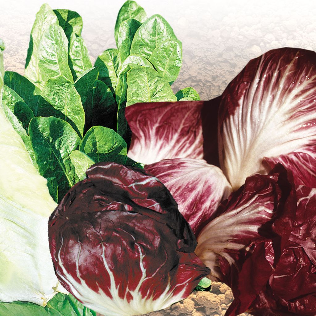 Mistura de Chicória selvagem