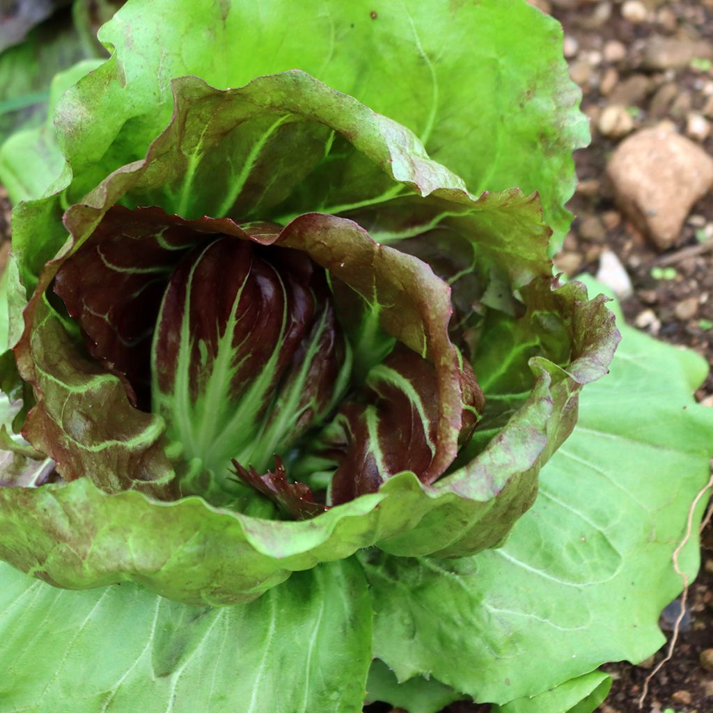 Chicória de folha larga Palla Rossa Vilmorin