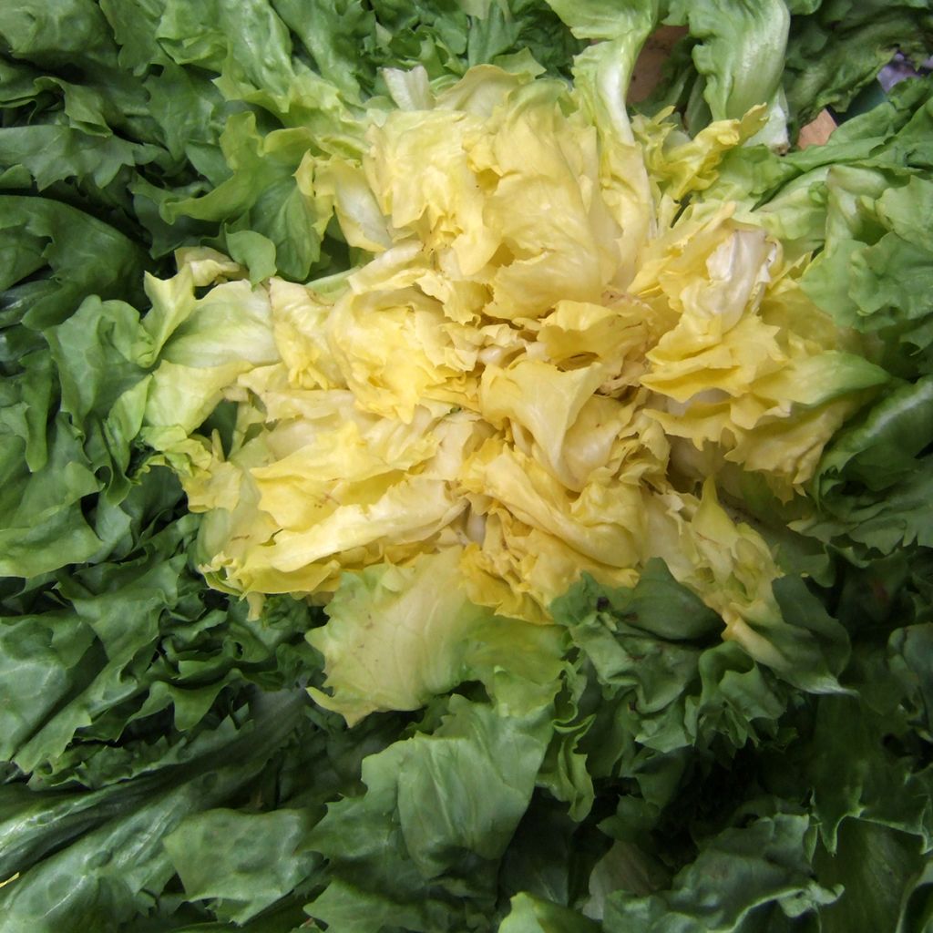 Chicória Escarola Gigante Maraîchère (horticola)