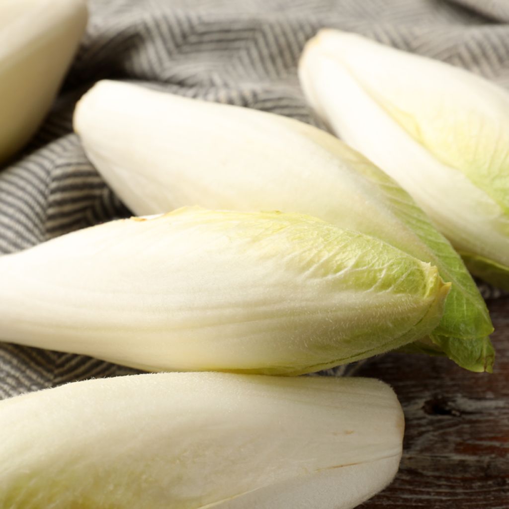 Chicória Witloof (endívia) Flash F1