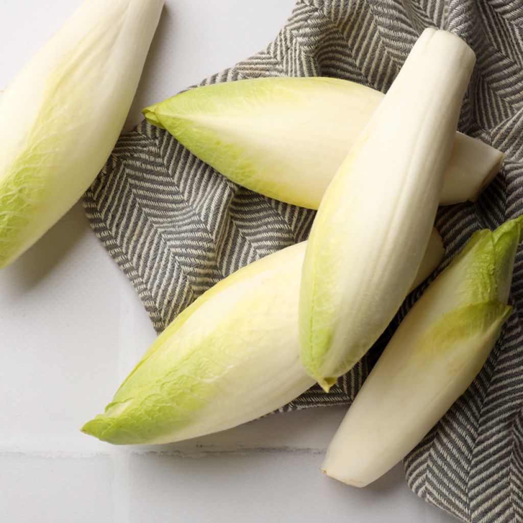 Chicória Witloof (endívia) regular para a Horta