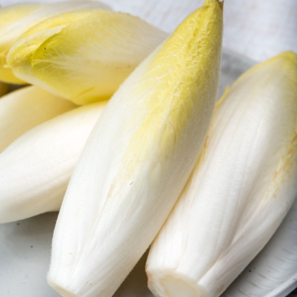 Chicória Witloof (endívia) Zoom F1