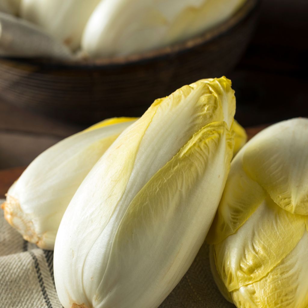 Chicória Witloof (endívia) Bruxelas Vilmorin