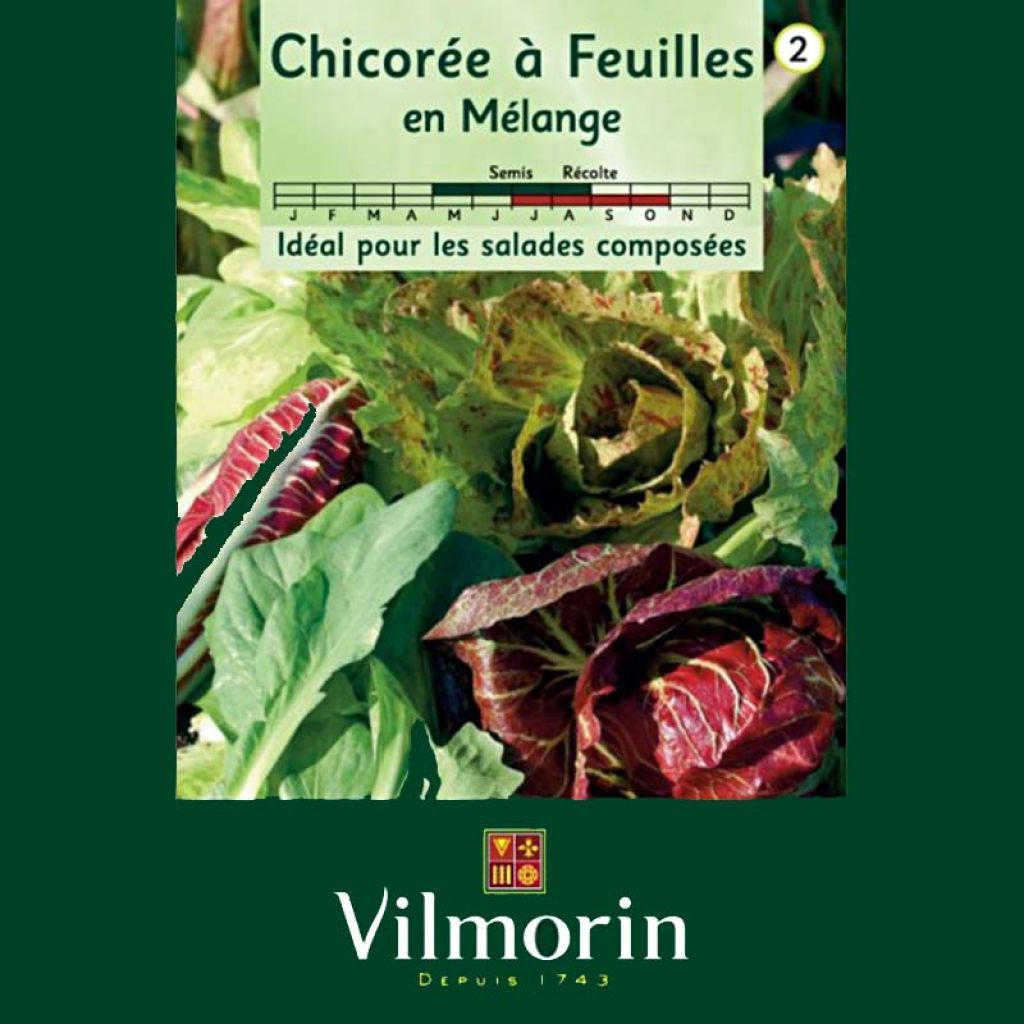 Chicória de folhas largas em mistura Vilmorin
