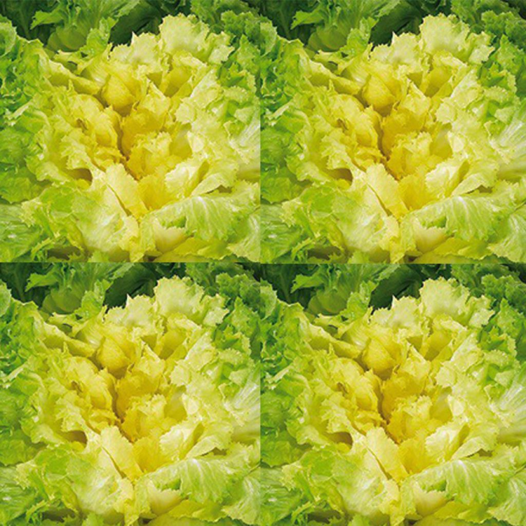 Chicorée sauvage Améliorée Blonde