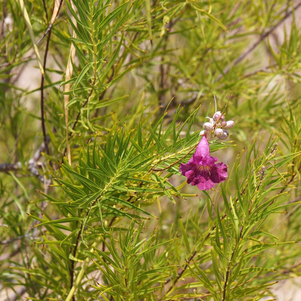 Chilopsis linearis Burgundy
