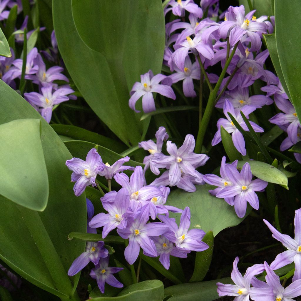 Chionodoxa forbesii Violet Beauty