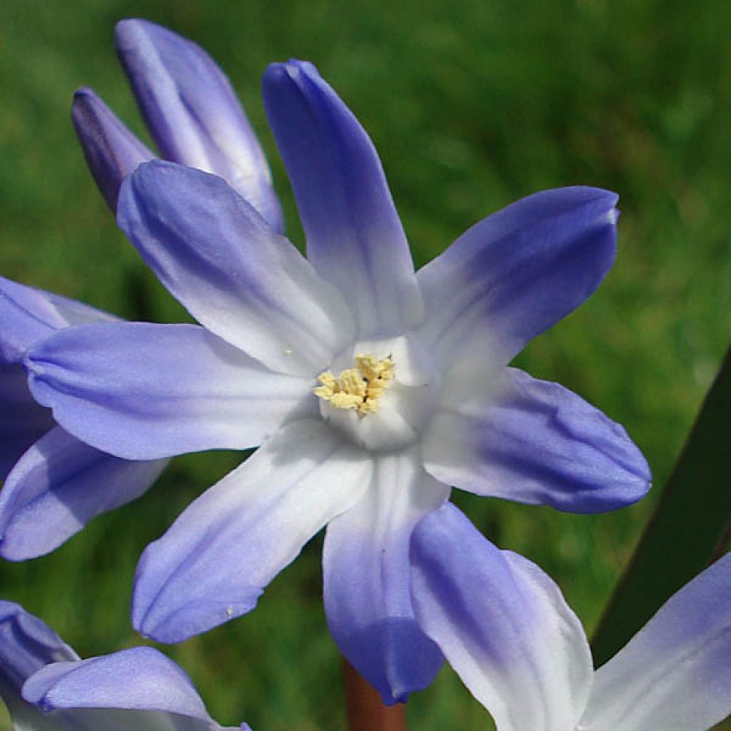 Scilla luciliae - Glória-da-neve
