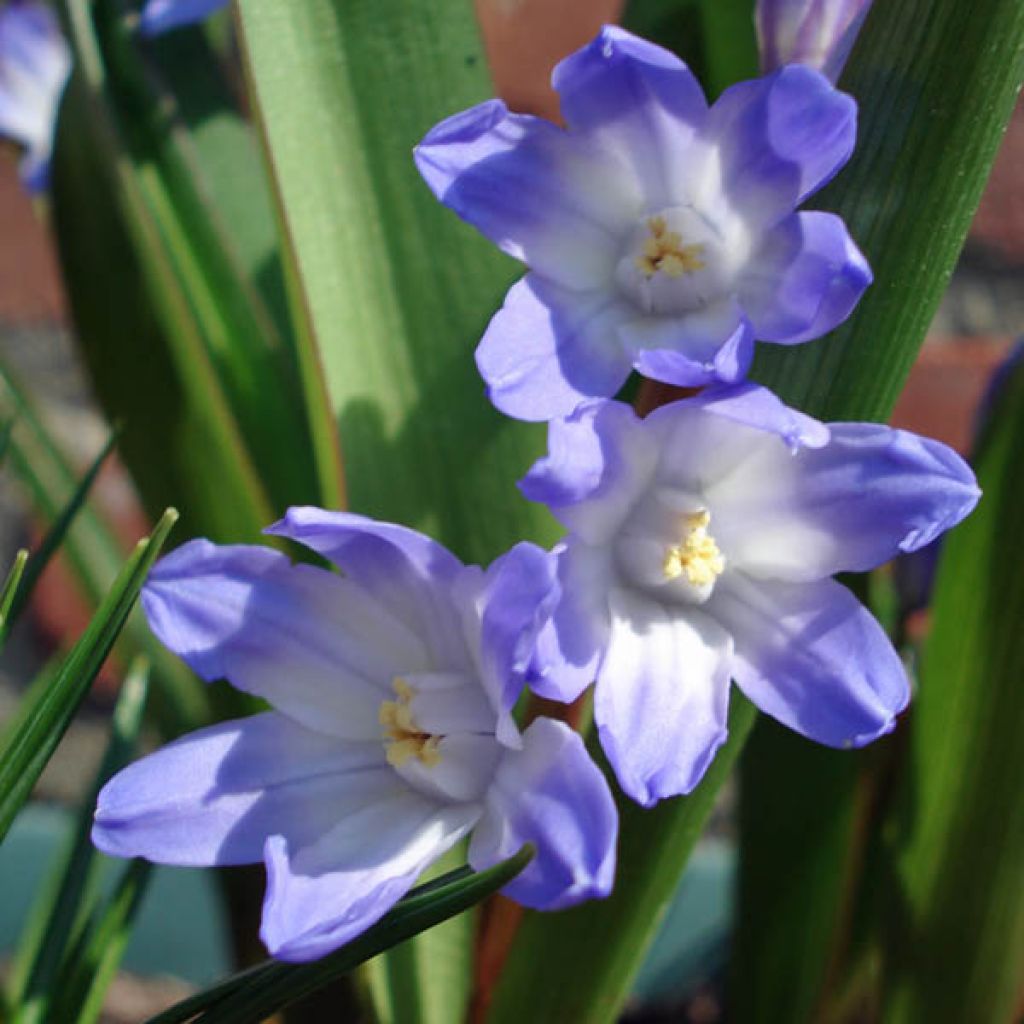 Scilla luciliae - Glória-da-neve