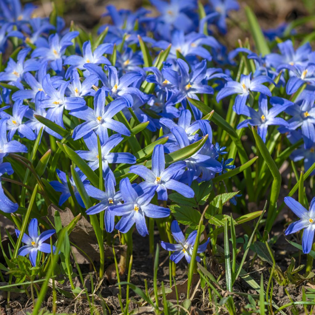 Scilla luciliae - Glória-da-neve