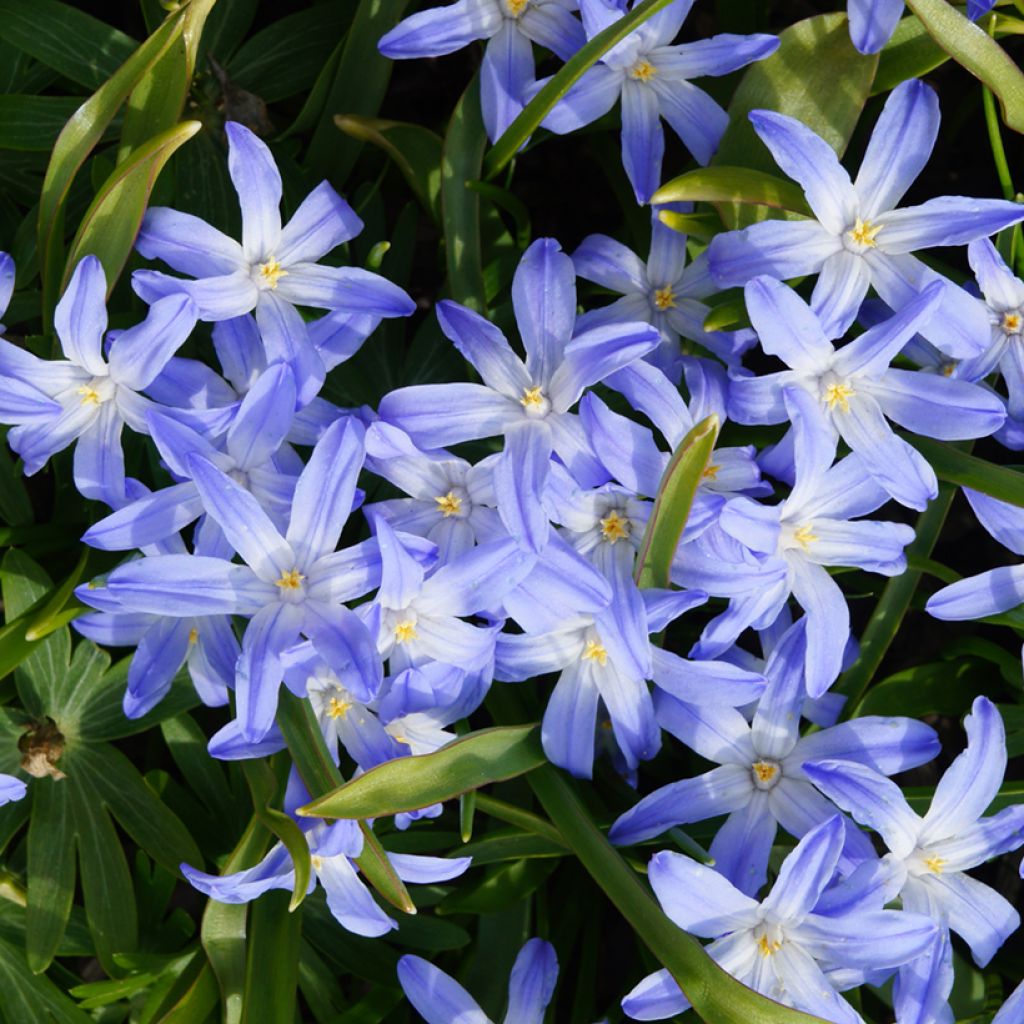Scilla luciliae - Glória-da-neve