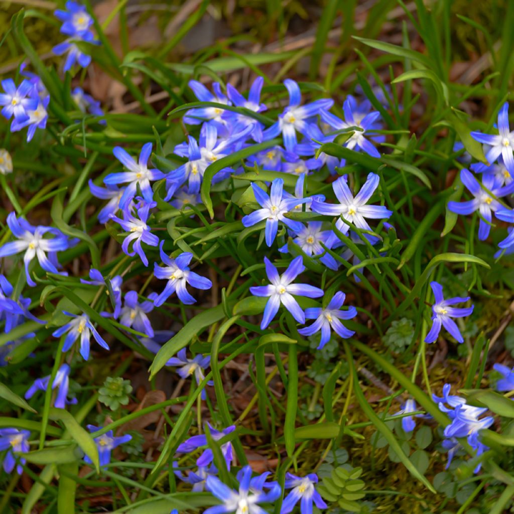 Scilla luciliae - Glória-da-neve