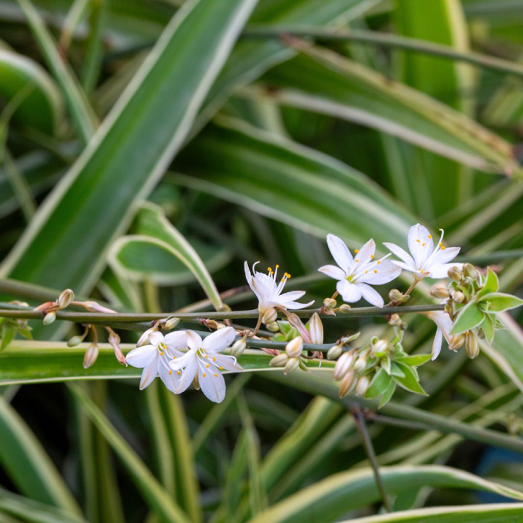 Chlorophytum comosum Irish