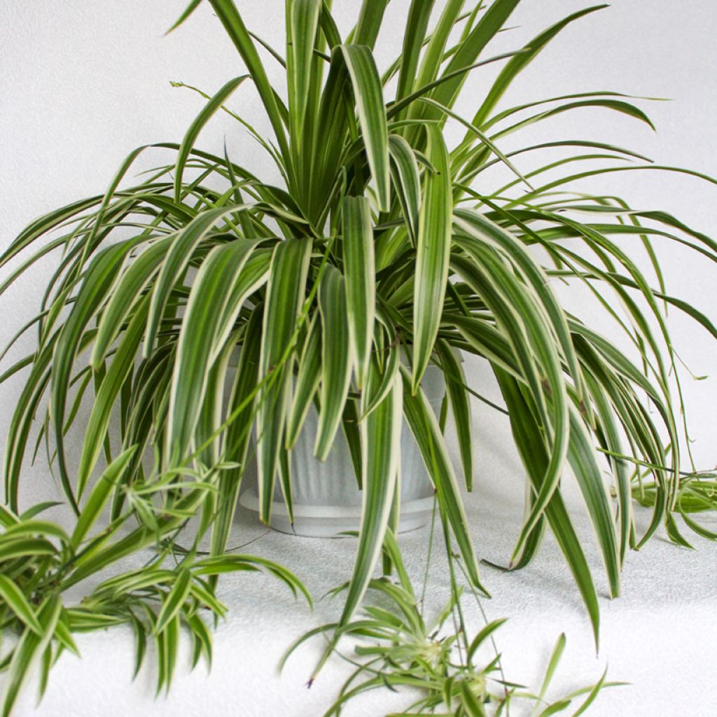 Chlorophytum comosum Irish