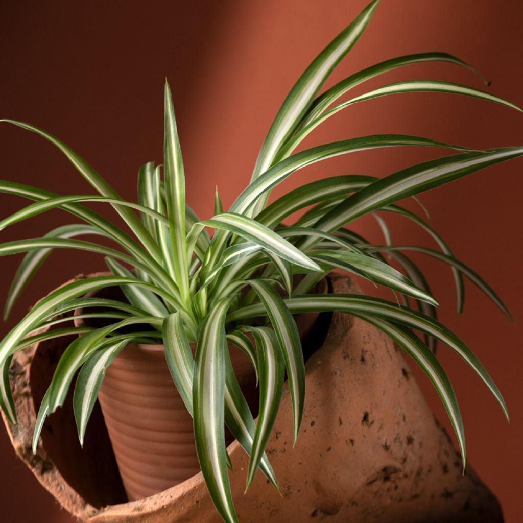 Chlorophytum comosum Variegatum