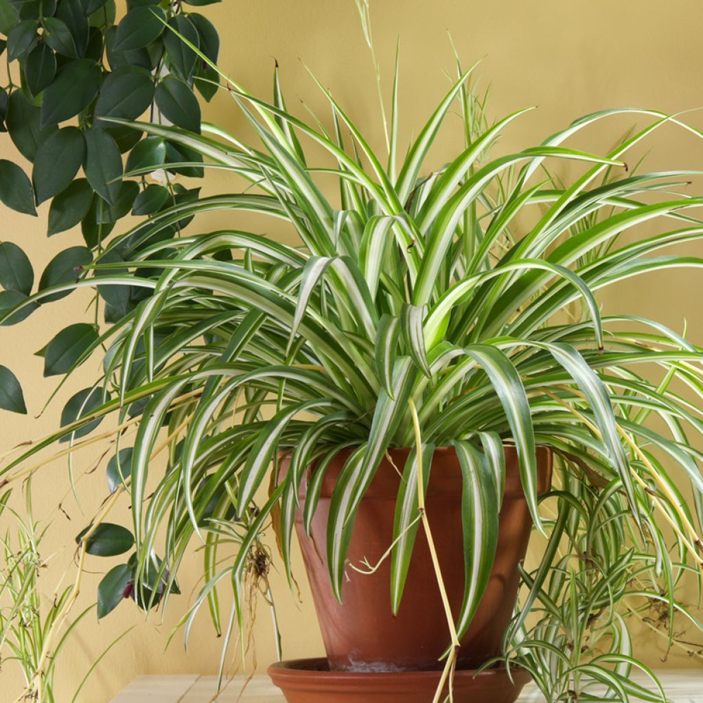 Chlorophytum comosum Variegatum