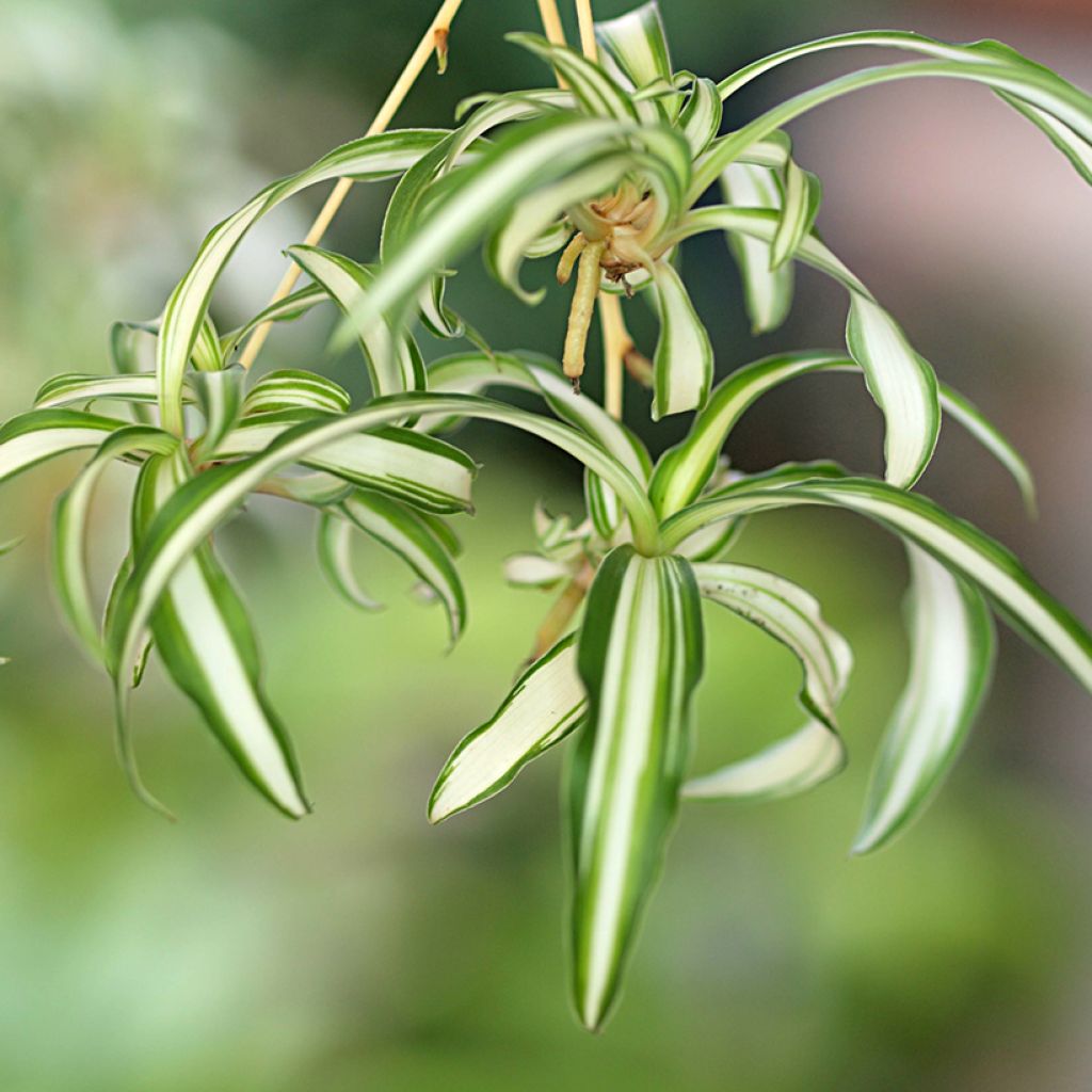 Chlorophytum comosum Variegatum