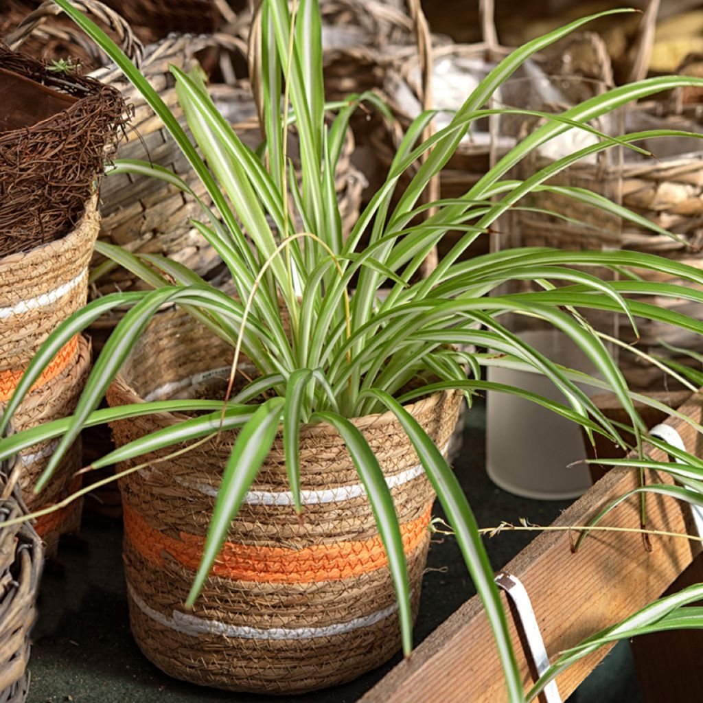 Chlorophytum comosum Variegatum