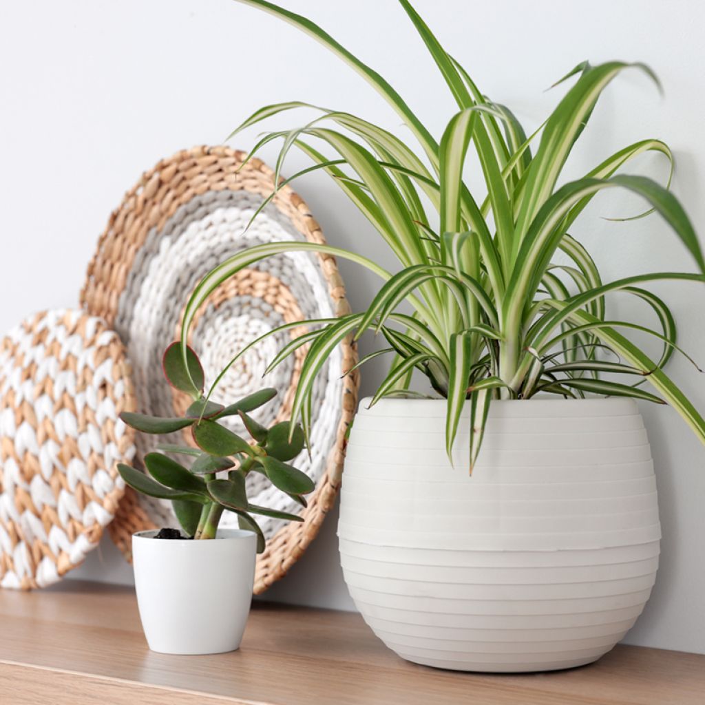 Chlorophytum comosum Variegatum