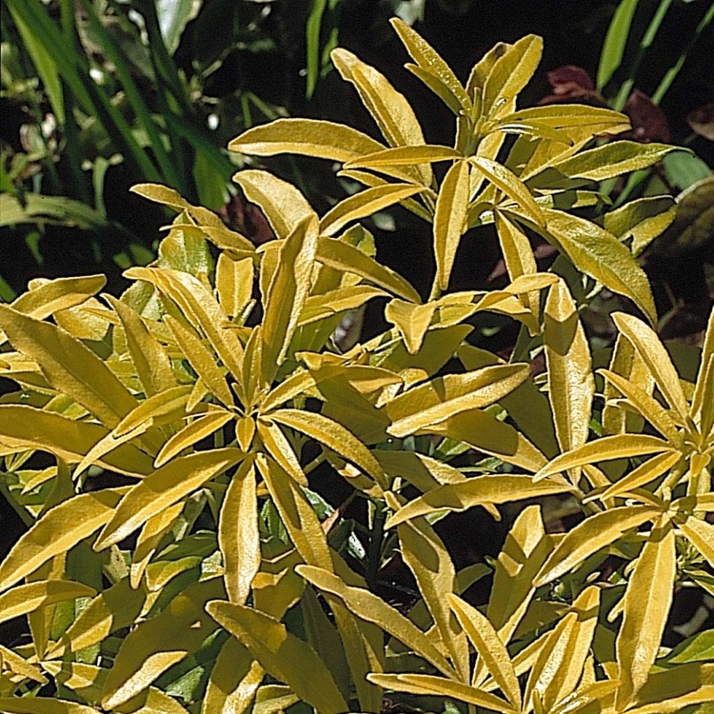 Laranjeira-do-México Goldfinger - Choisya ternata