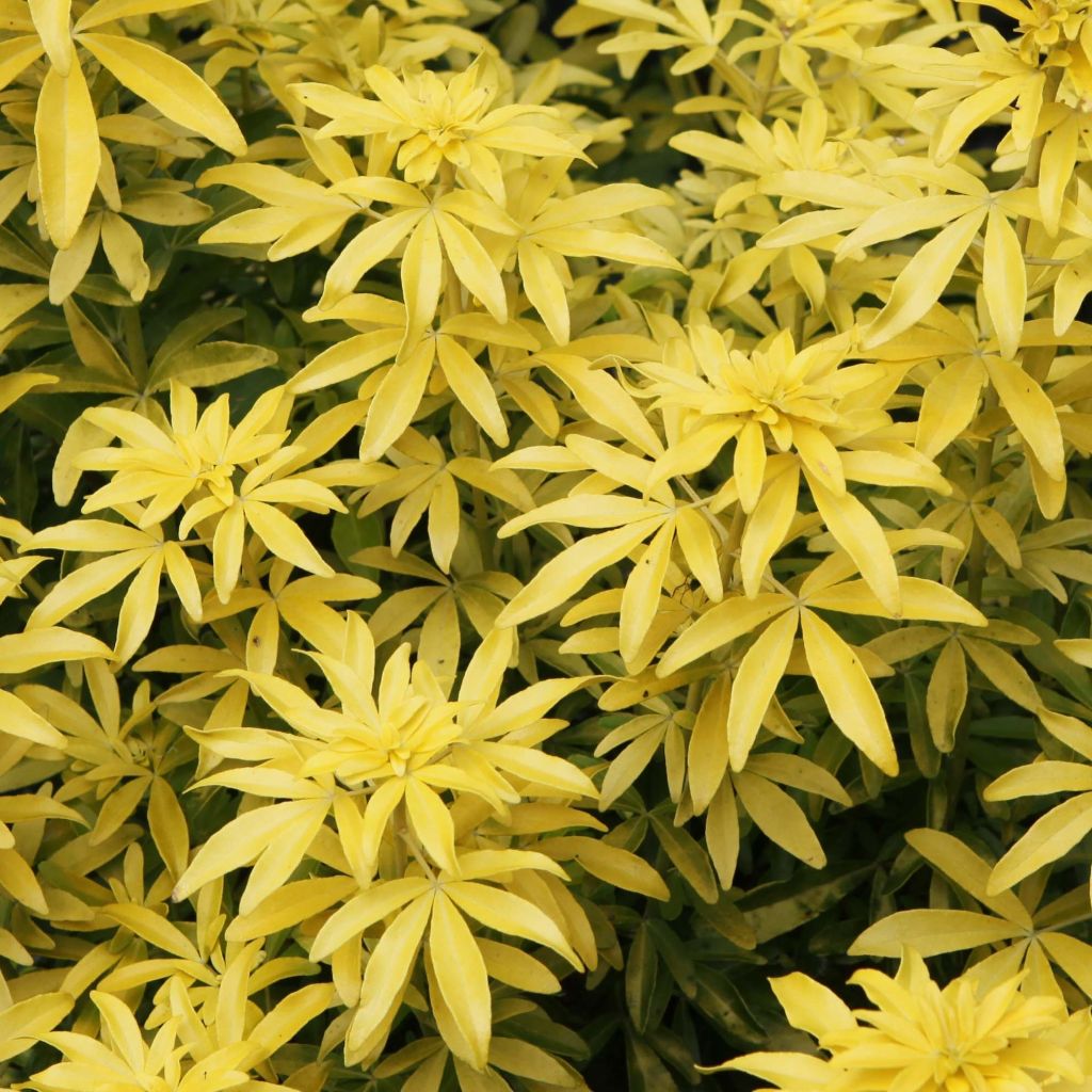 Laranjeira-do-México Goldfinger - Choisya ternata