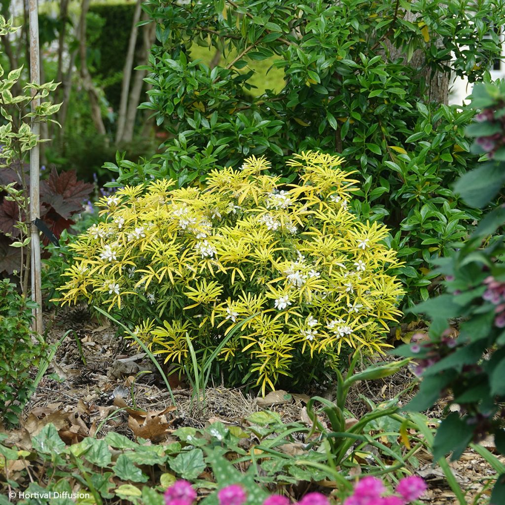 Laranjeira-do-México Little Honey Bee - Choisya