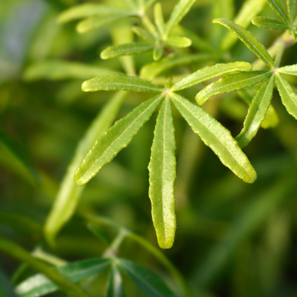 Laranjeira do México Anã White Dazzler - Choisa