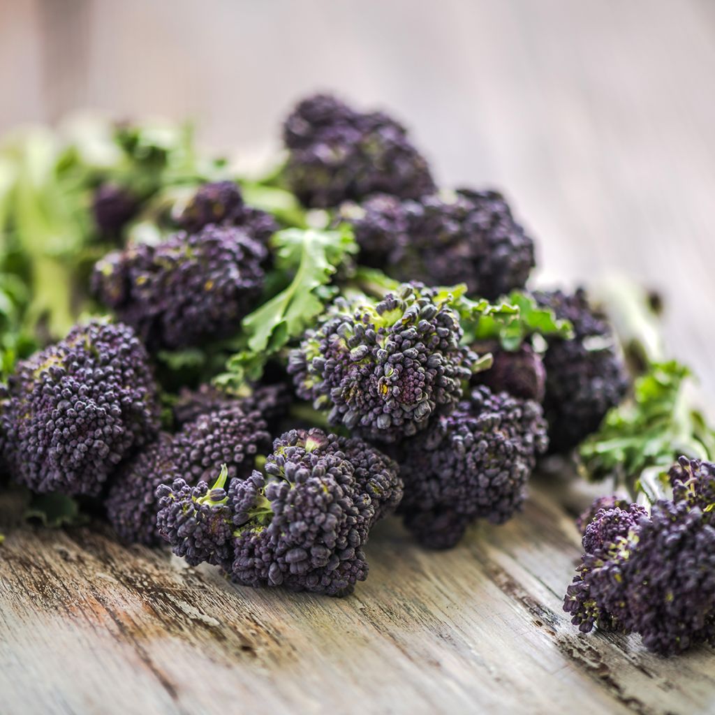 Brócolos Early Purple Sprouting Bio