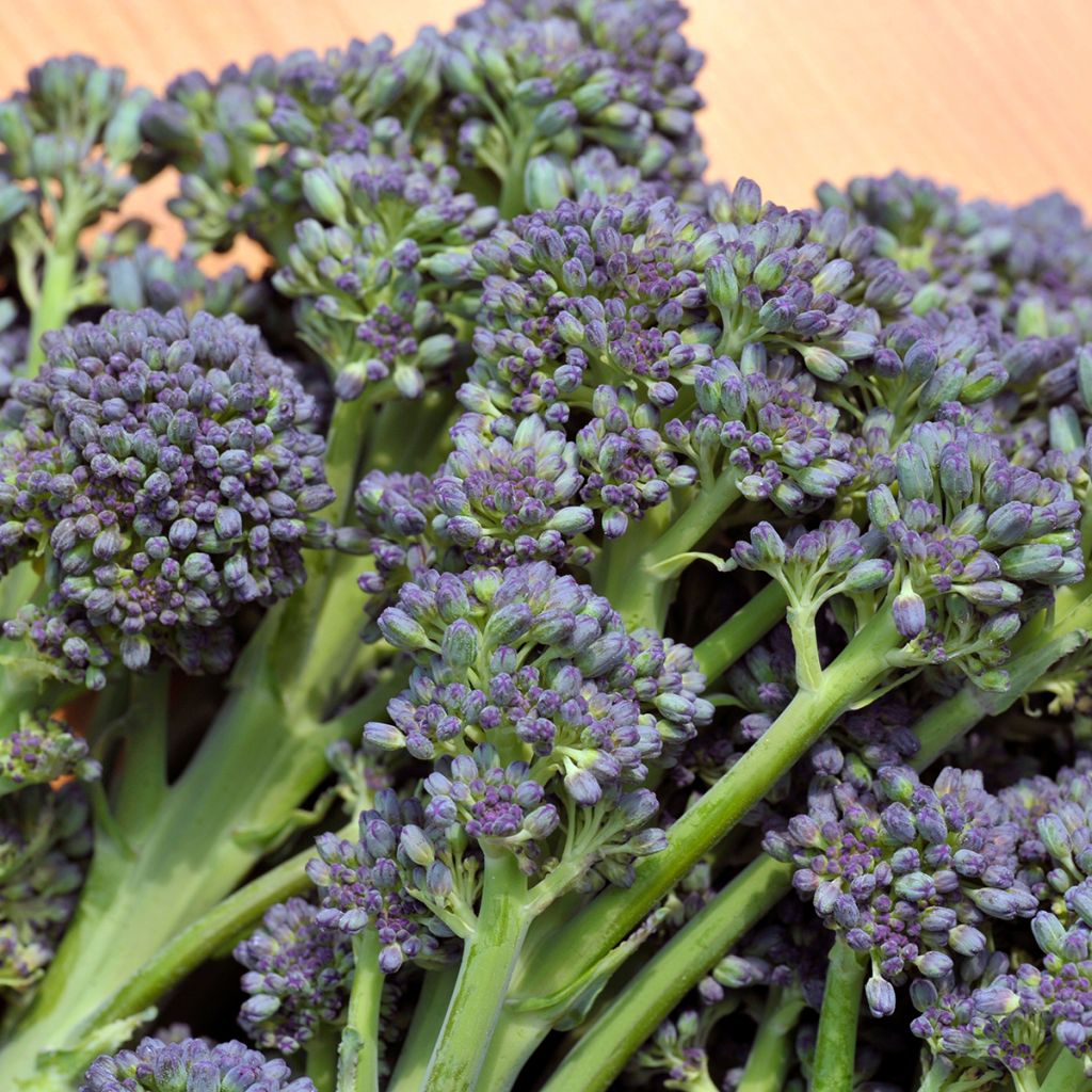 Brócolos Early Purple Sprouting