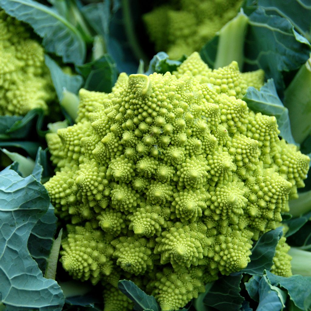Brócolos romanesco - Ferme de Sainte Marthe Bio