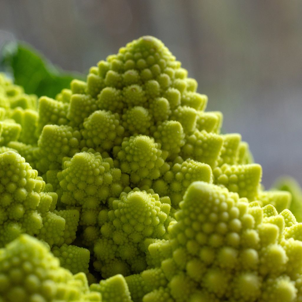 Brócolos romanesco - Ferme de Sainte Marthe Bio