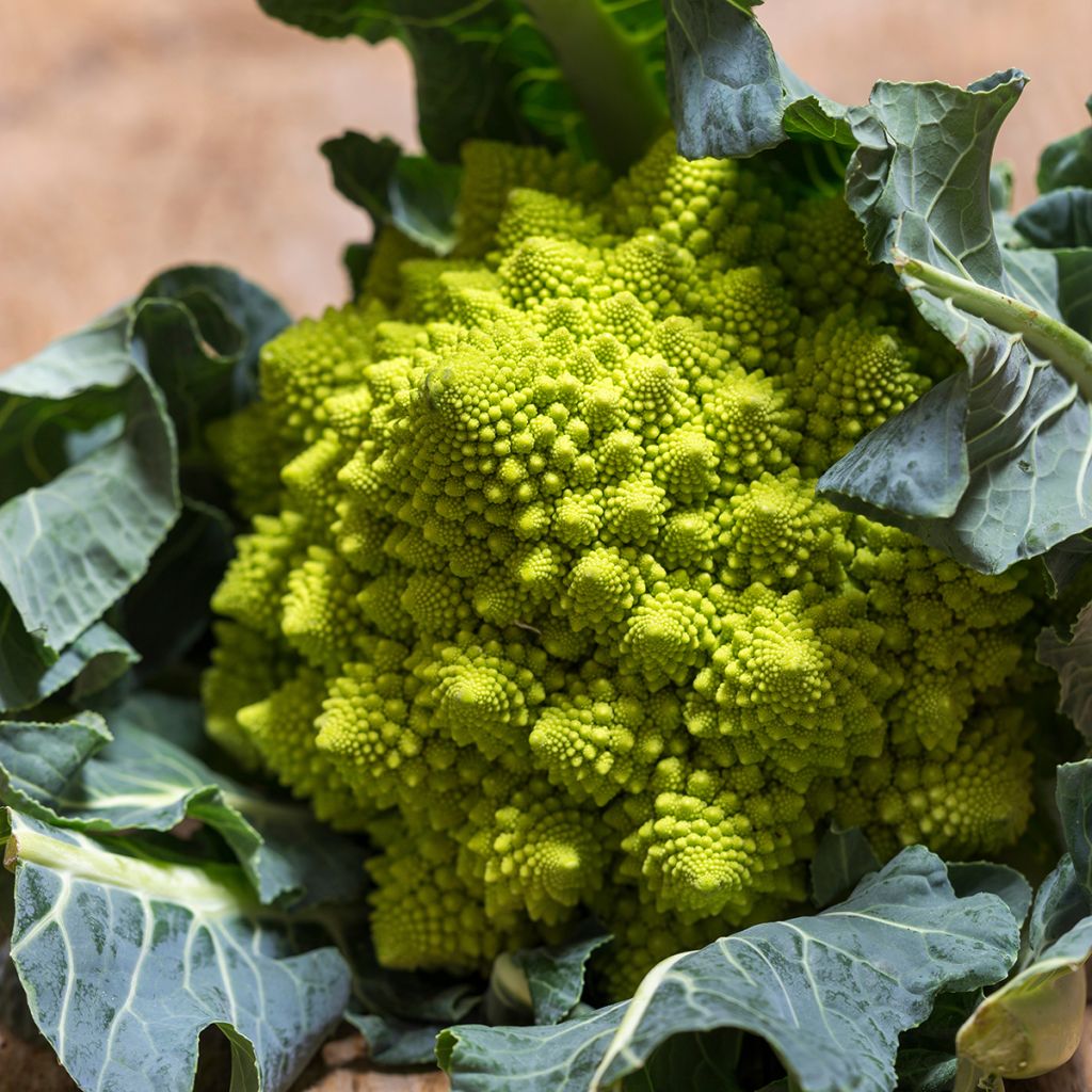 Brócolos romanesco - Ferme de Sainte Marthe Bio