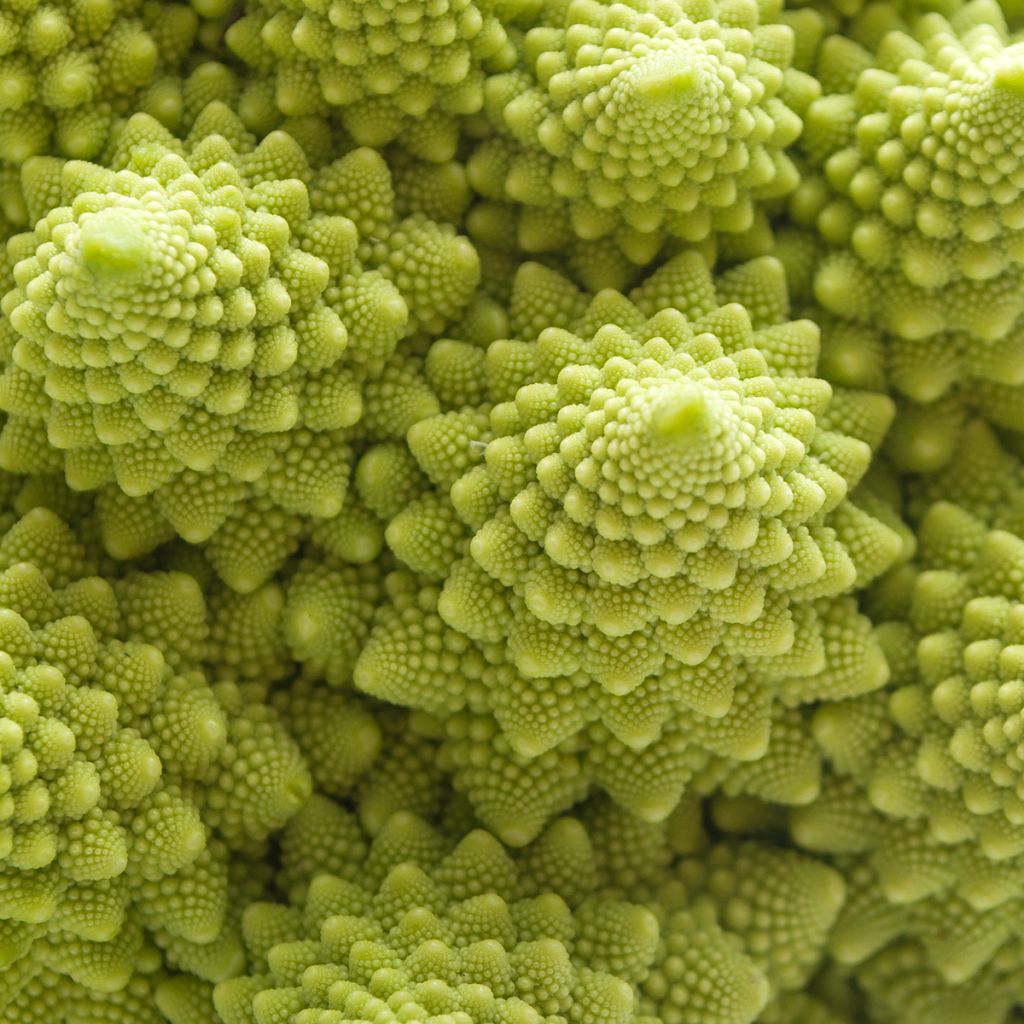 Brócolos romanesco - Ferme de Sainte Marthe Bio