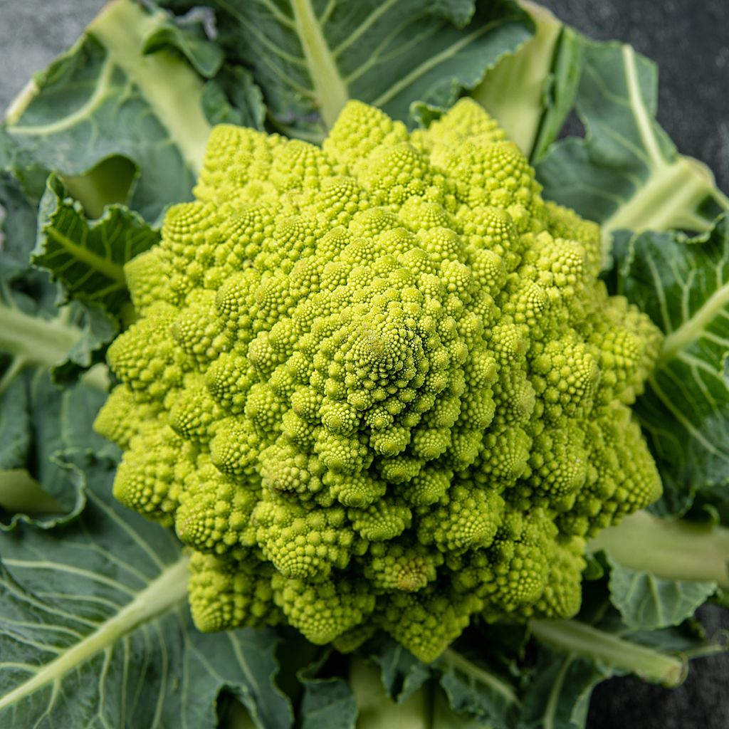 Brócolos romanesco - Ferme de Sainte Marthe Bio