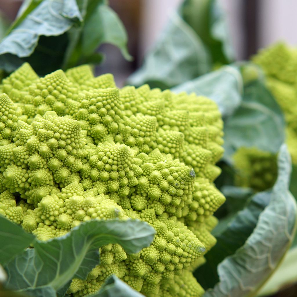 Brócolos romanesco