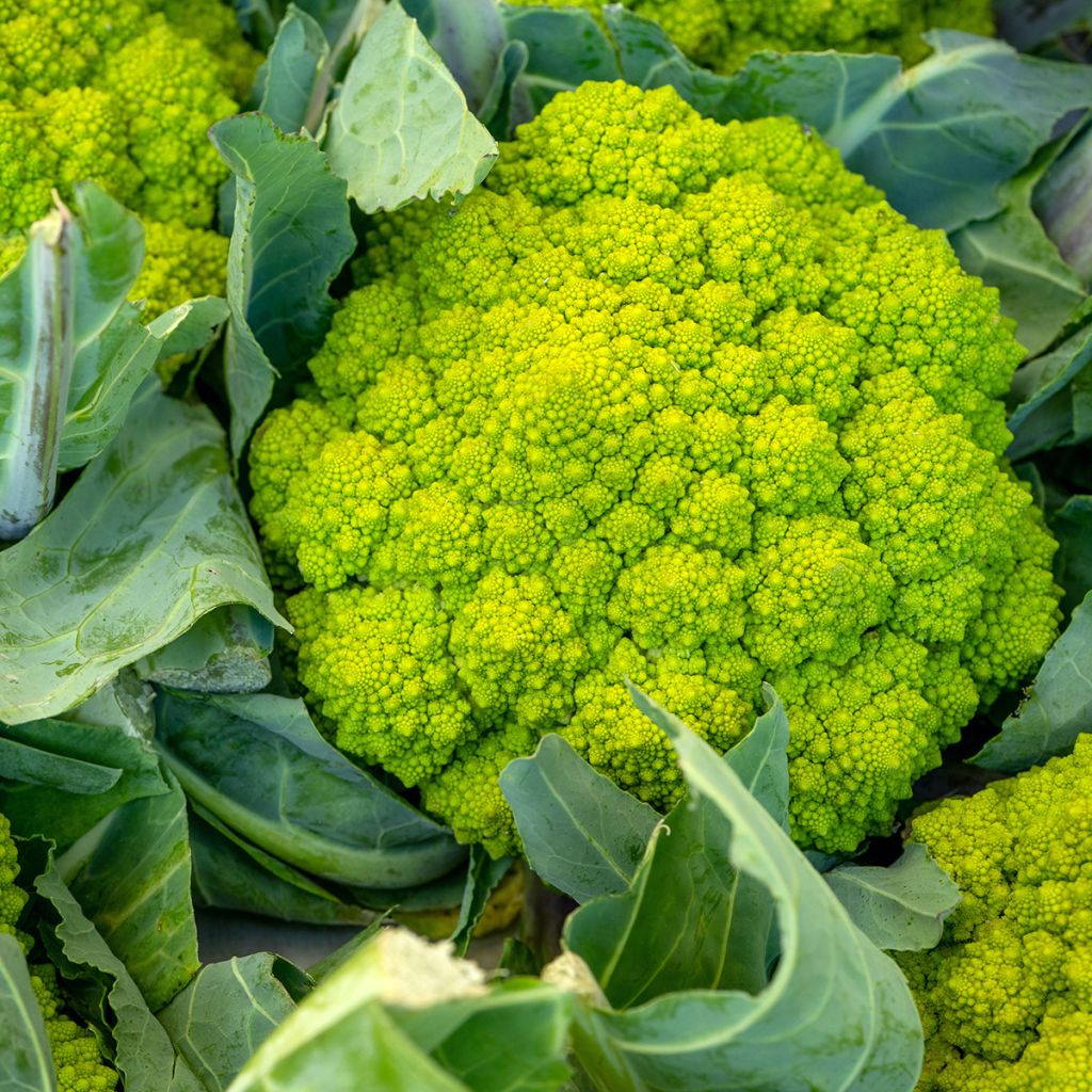 Brócolos romanesco