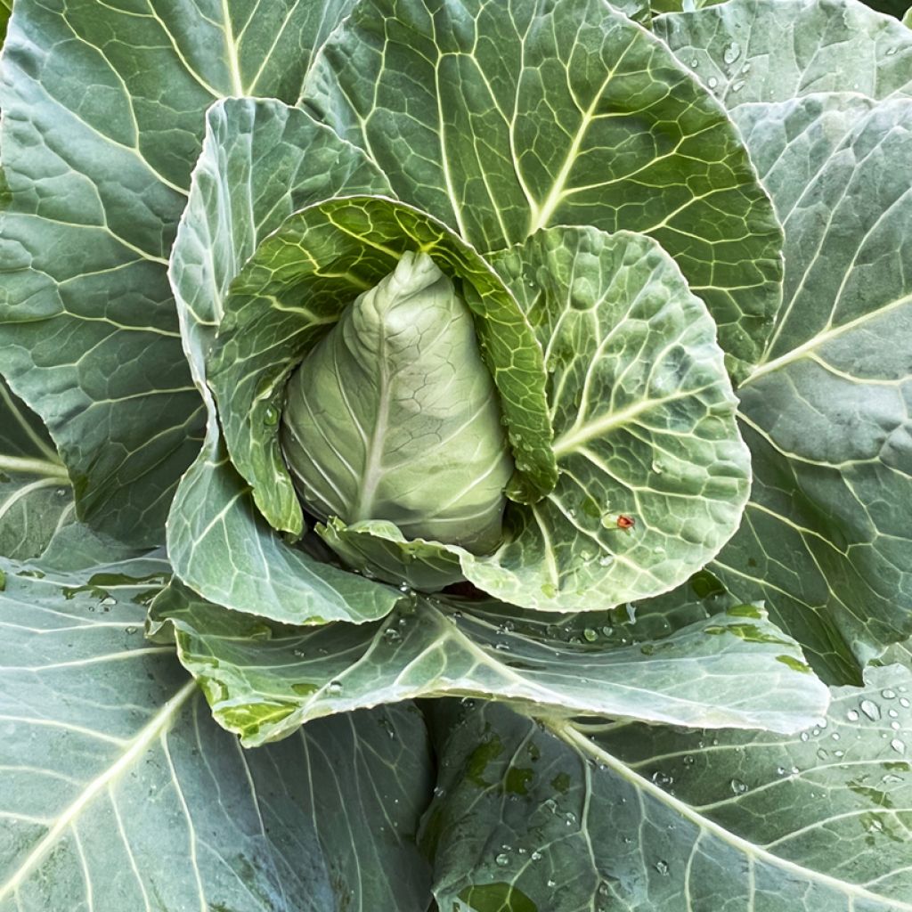 Couve-repolho Advantage F1