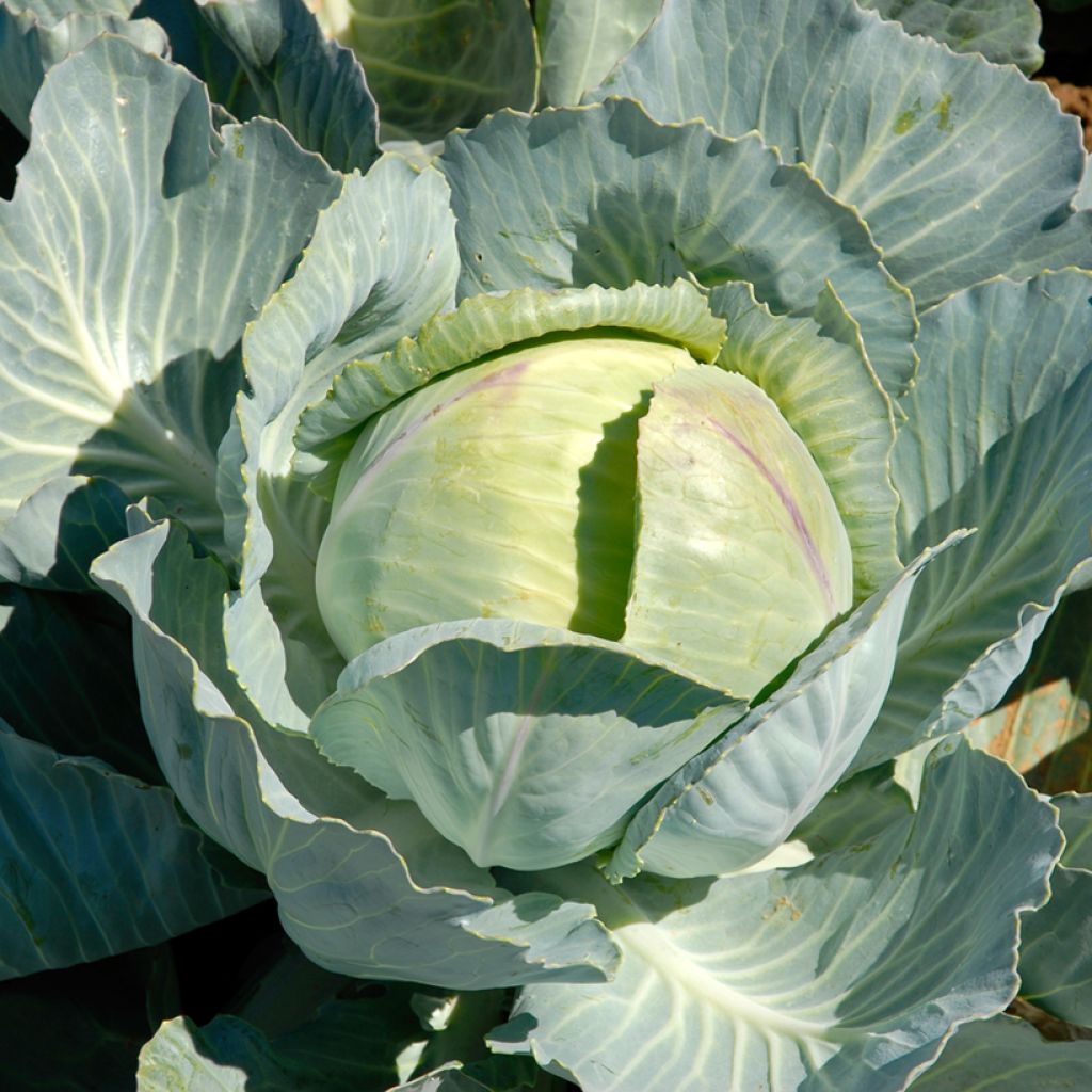 Repolho Caïd F1 Vilmorin