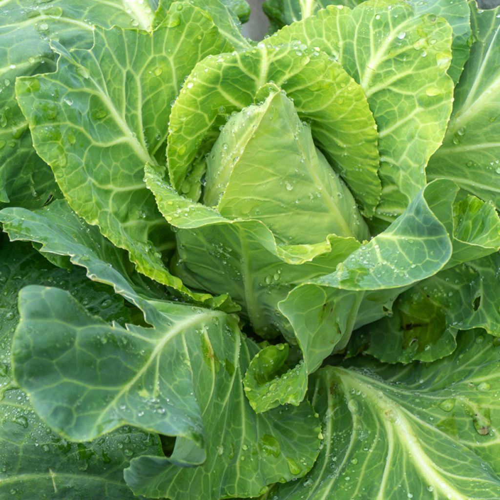 Couve-repolho Filderkraut