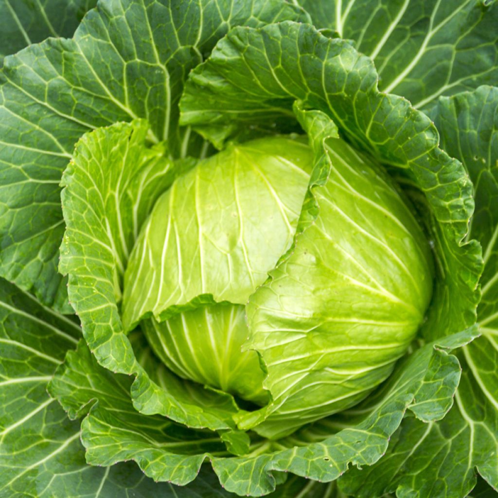 Couve-repolho Primo